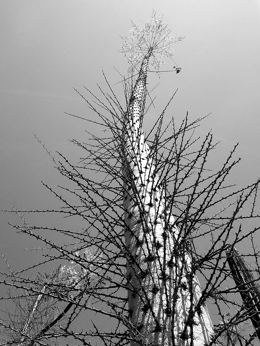 cactus, tree, sky, desert, arid, dry, plant, bare tree, branch HD wallpaper