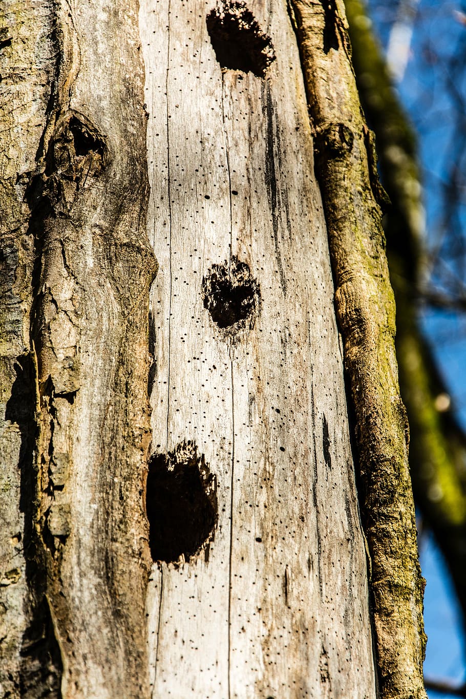 tree trunk, forest, nature, bark, wood - material, hole, textured HD wallpaper