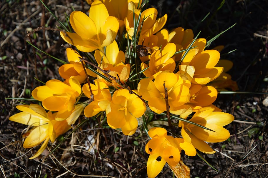 crocus, flowers, yellow, spring, flowering plant, vulnerability HD wallpaper