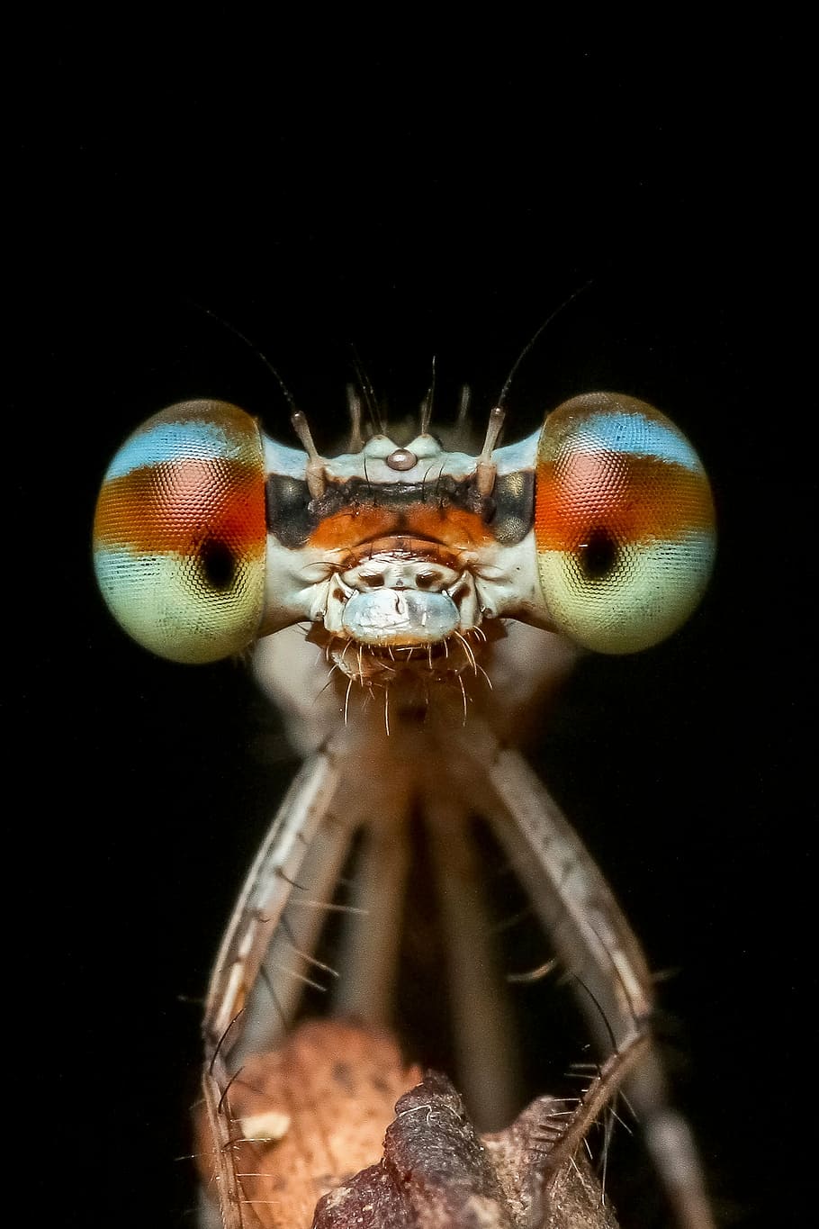 damselfly in closeup photo, odonata, insect, macro, nature HD wallpaper