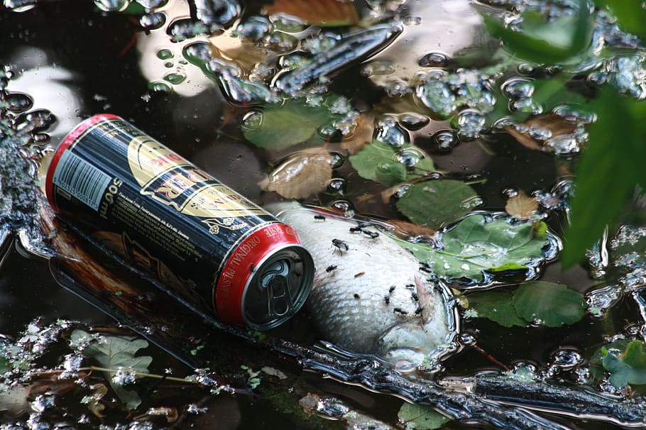 still life, garbage, can, pond, dirt, fish, dead, ecology, pollution HD wallpaper
