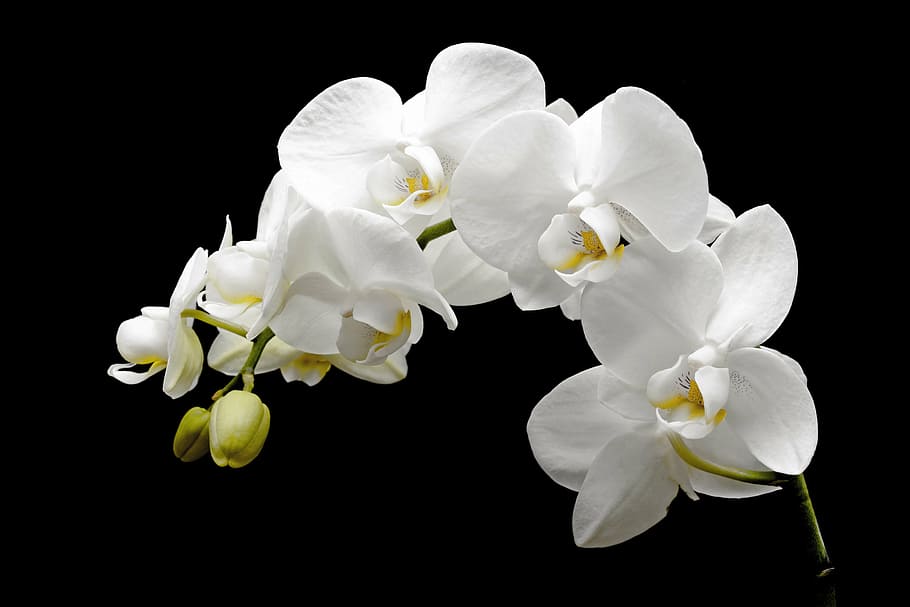 white orchids, flower, blossom, bloom, bud, tropical, petal, close, HD wallpaper