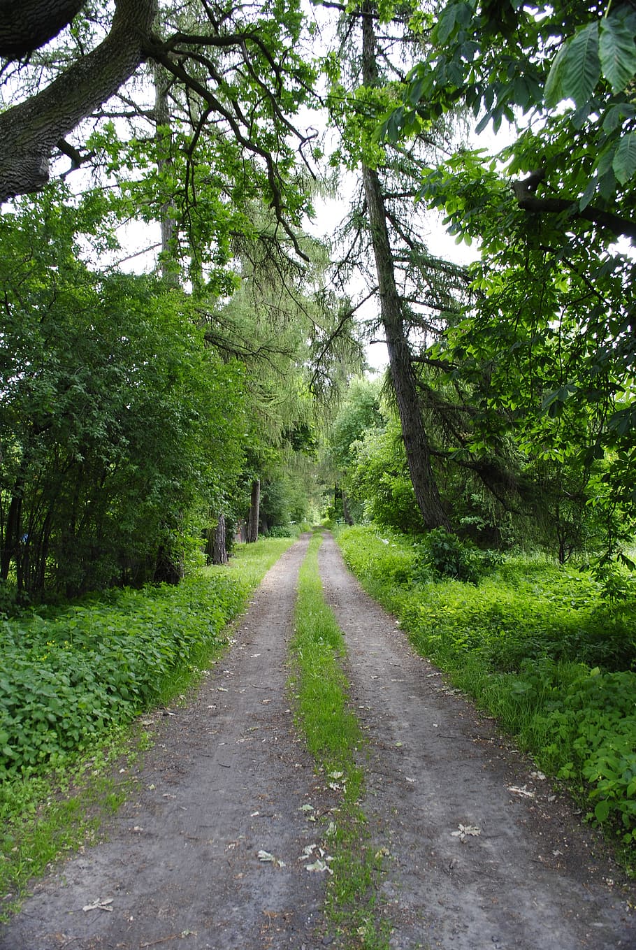 way, forest, tree, foliage, plant, the way forward, direction HD wallpaper