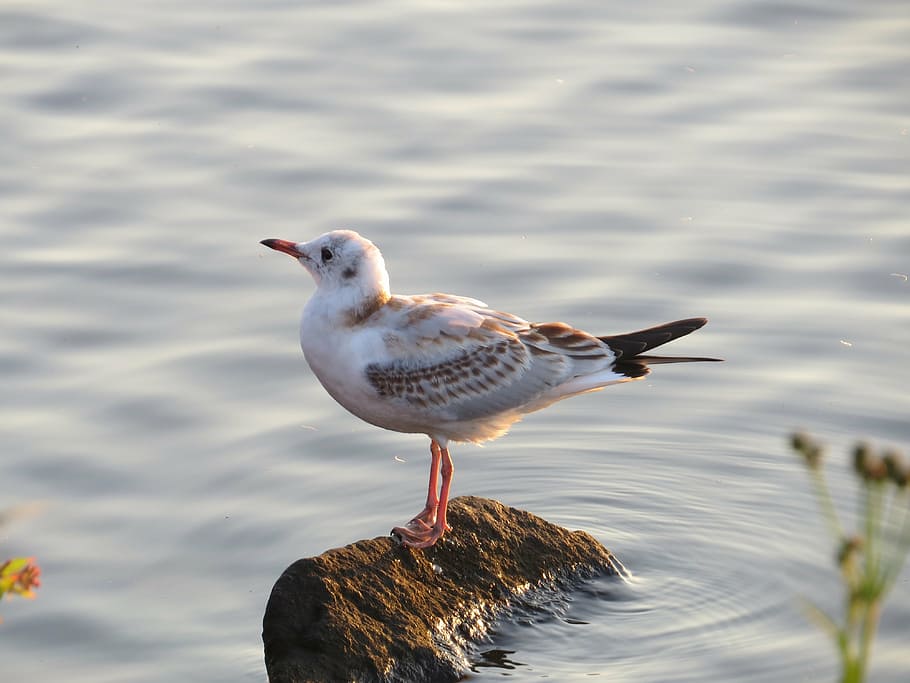 seagull, bird, nature, animal, wildlife, beach, outdoors, water HD wallpaper