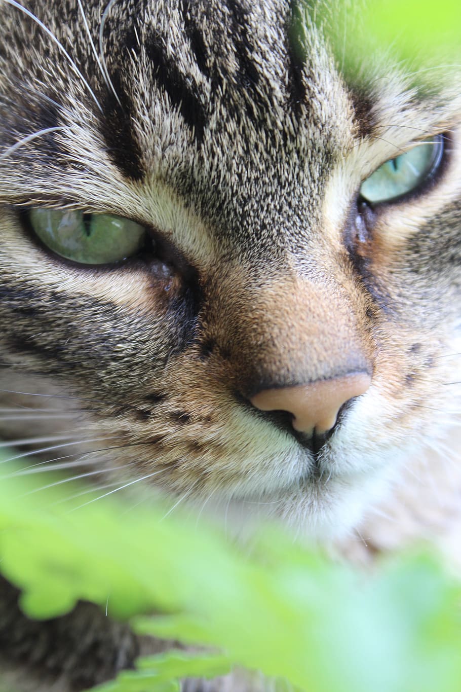 Tiger Cat, Cute, Pet, mieze, cat face, cat's eye, animal portrait HD wallpaper