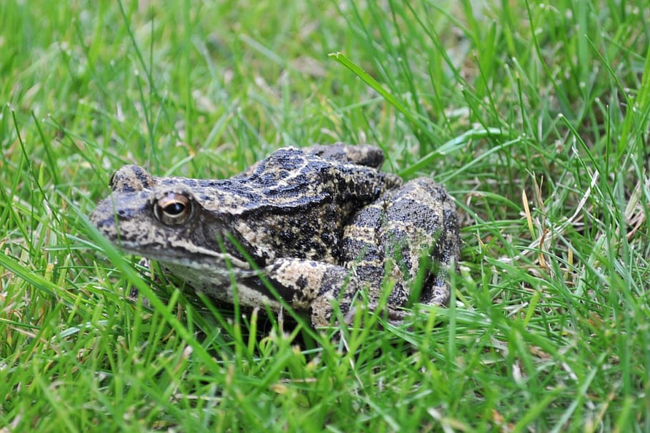 the frog, grass, green, animal, amphibian, nature, wildlife HD wallpaper