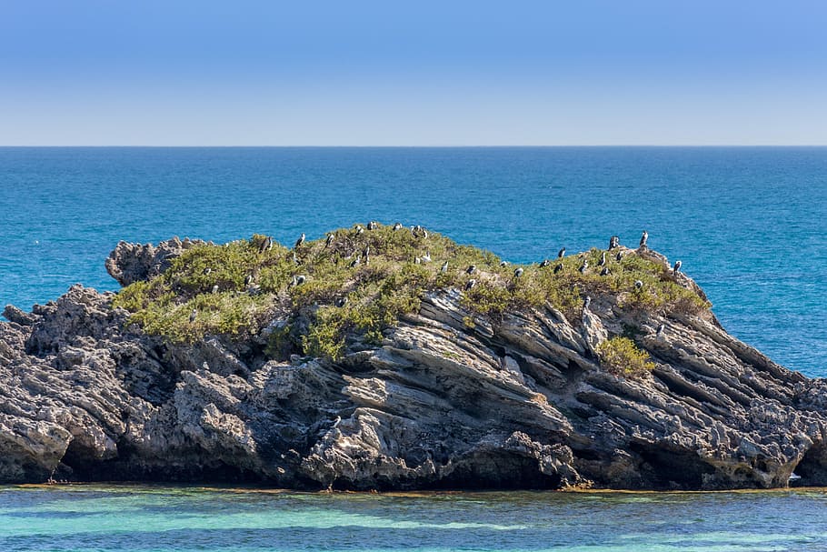 Booked, Rottnest Island, wadjemup, australia, west australia, HD wallpaper