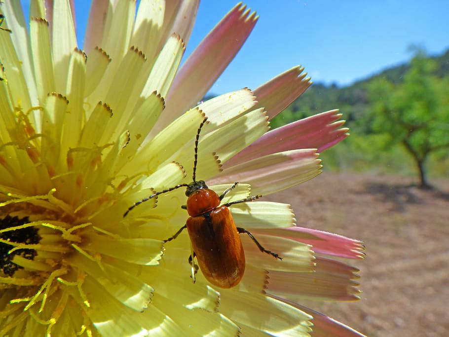 weevil, beetle, diptera, orange beetle, flower, antennas, animals in the wild HD wallpaper