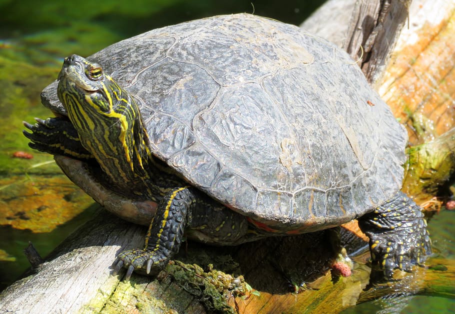 turtle, turtle head, tortoise, shell, animal themes, reptile HD wallpaper