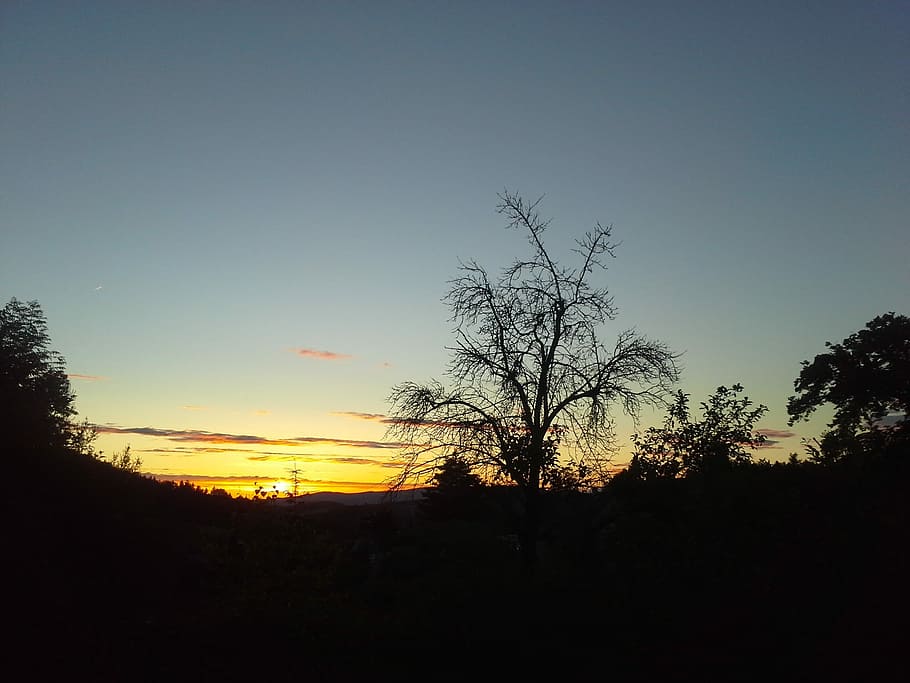 Sunset, Tree, Evening, Sky, Landscape, evening sky, nature HD wallpaper