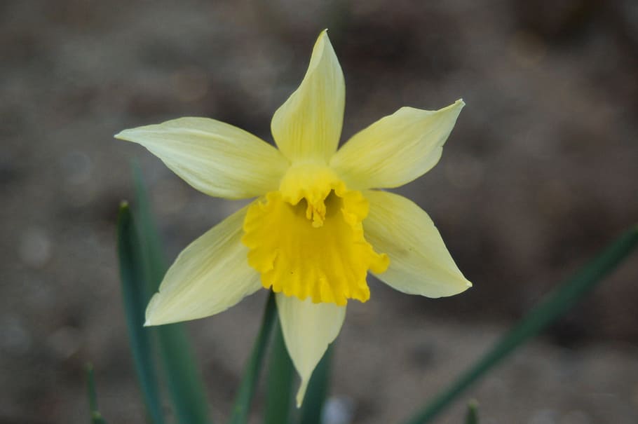 nature, flower, plant, leaf, at the court of, narcissus trąbkowy HD wallpaper