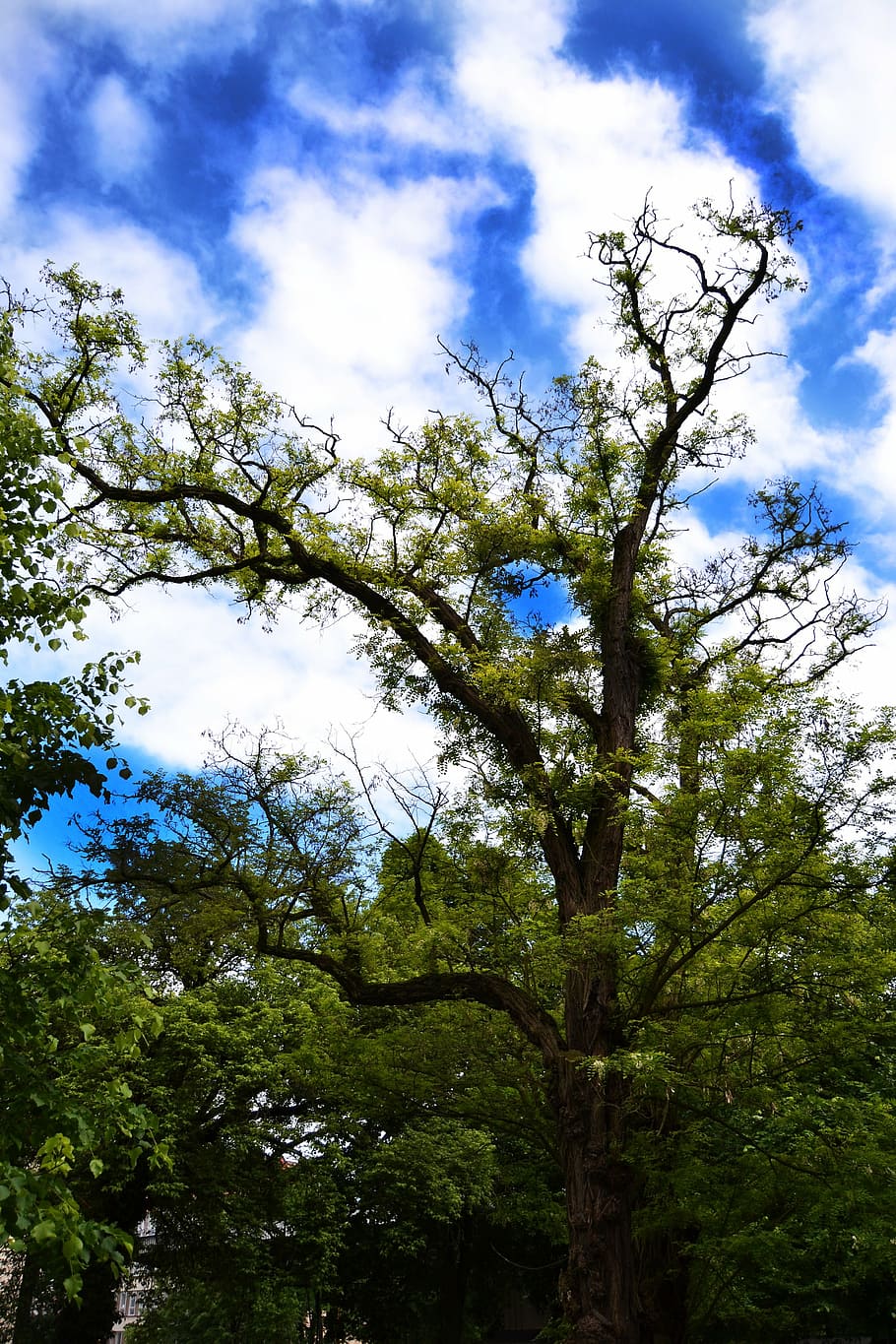 tree, nature, landscape, sky, heaven, clouds, foliage, wood HD wallpaper