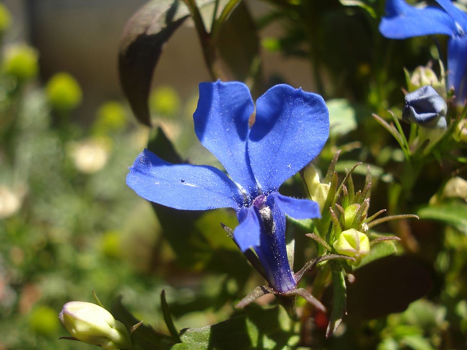 nature, flower, macro, plant, flowering plant, growth, beauty in nature HD wallpaper