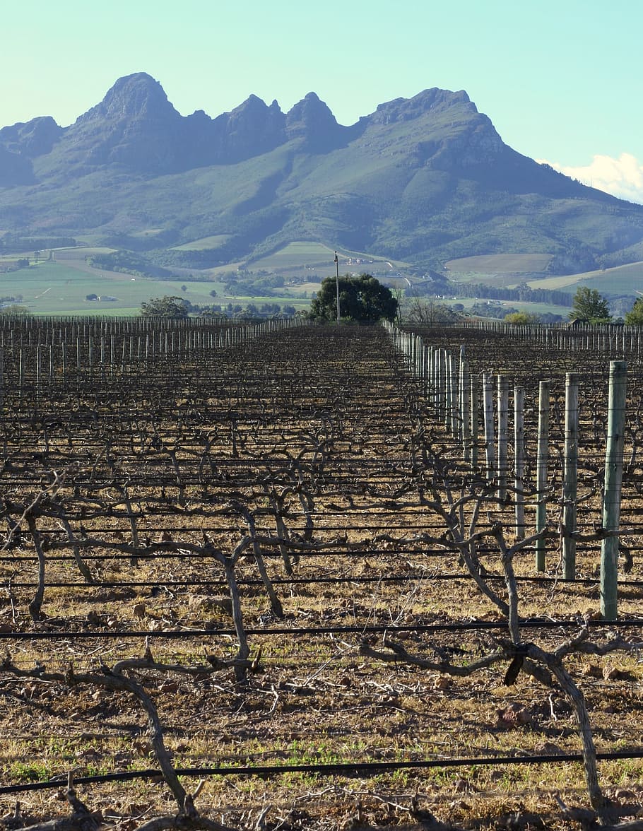 vineyard, mountains, wine, field, grape, winery, agriculture HD wallpaper