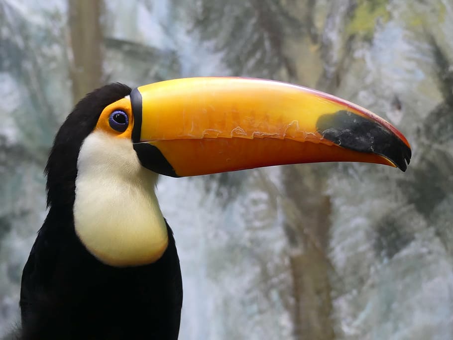 black and yellow toucan, bird, nature, zoo, beak, animal, wild birds, HD wallpaper