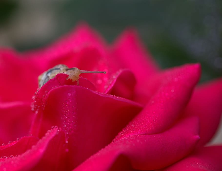 Snail, Rose, Red, Drops, Shell, Dew, petals, flower, one animal HD wallpaper