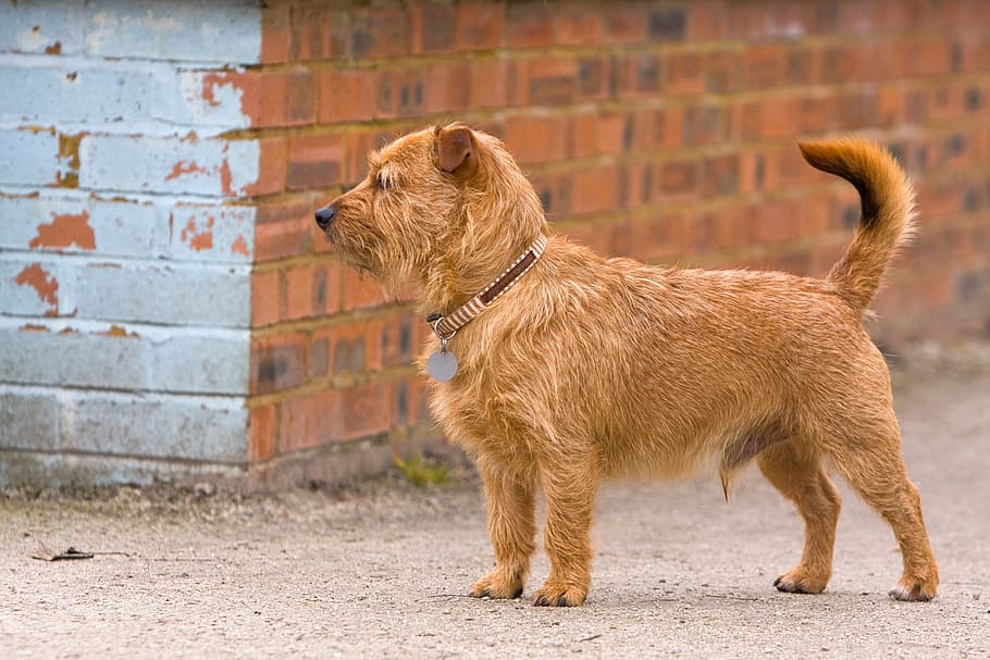 brown dog, terrier, mixed breed, mongrel, cute, canine, pet HD wallpaper