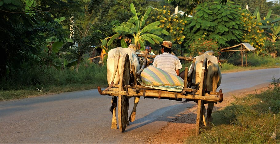 evening, going, home, workman, ox, cart, simple, life, trailer HD wallpaper