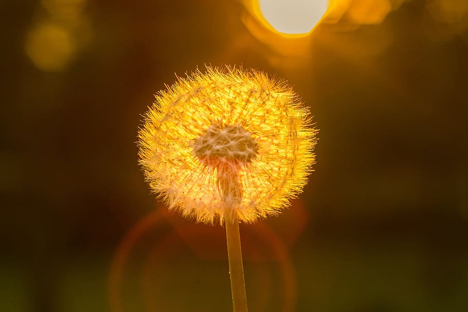white dandelion, sun, close, back light, nature, flower, yellow HD wallpaper