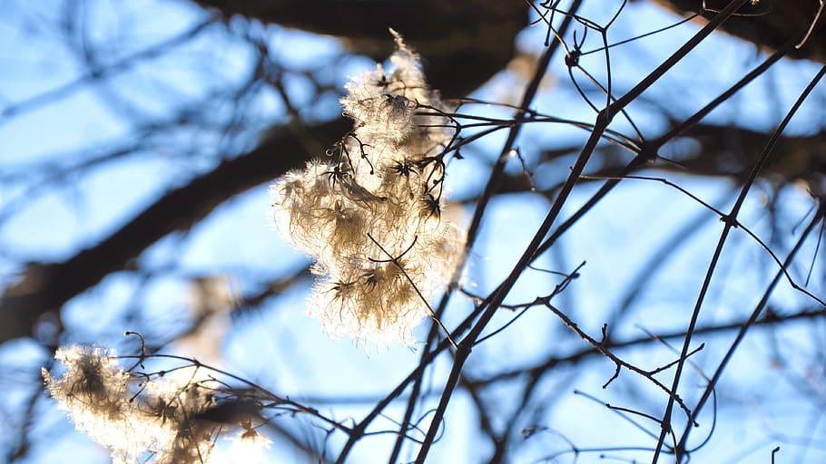 sunshine, spring, nature, plant, tree, low angle view, focus on foreground HD wallpaper