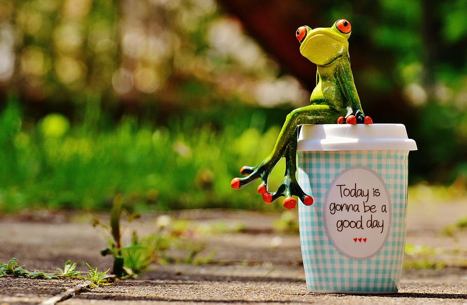 frog sitting on disposable cup, beautiful day, joy, coffee, happy, HD wallpaper