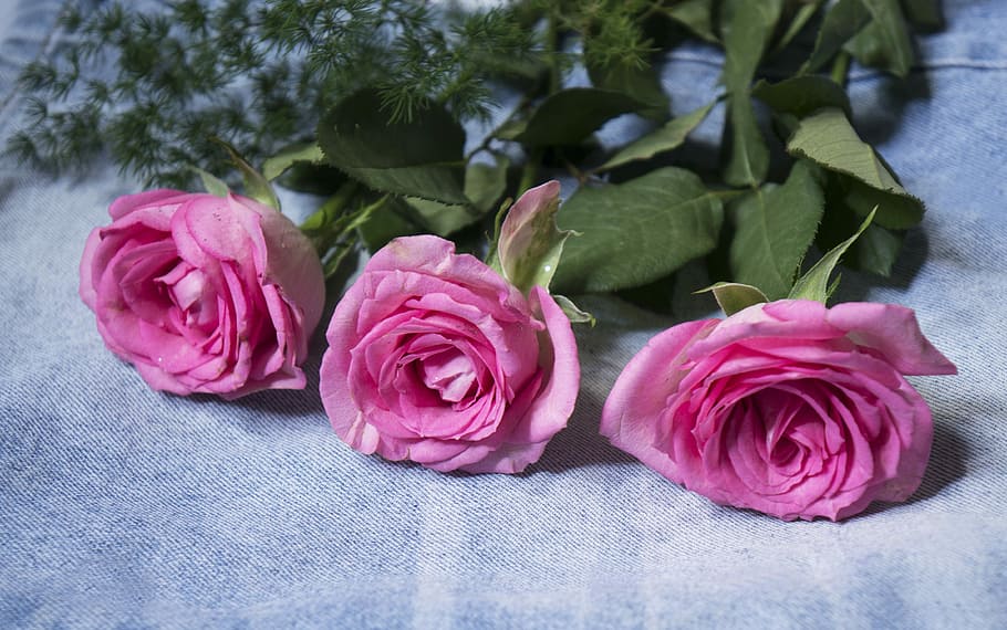 natural, roses, flower, flowering plant, beauty in nature, freshness HD wallpaper