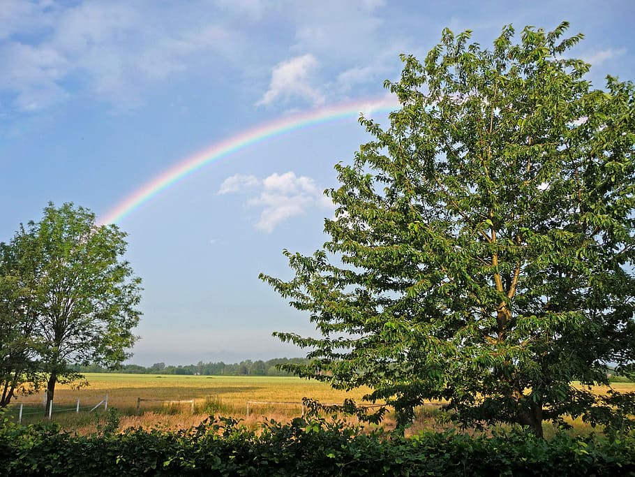 Rainbow, Landscape, Nature, summer, tree, multi colored, scenics HD wallpaper