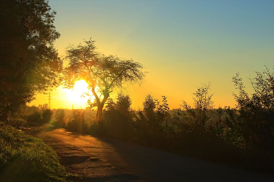 sunset, path, tree, field, light, sky, landscape, plant, tranquility HD wallpaper
