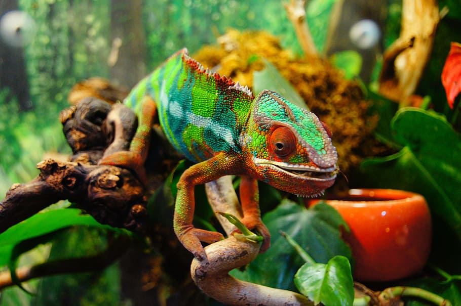 selective focus photography of Chameleon on twig, colorful, yemen chameleon