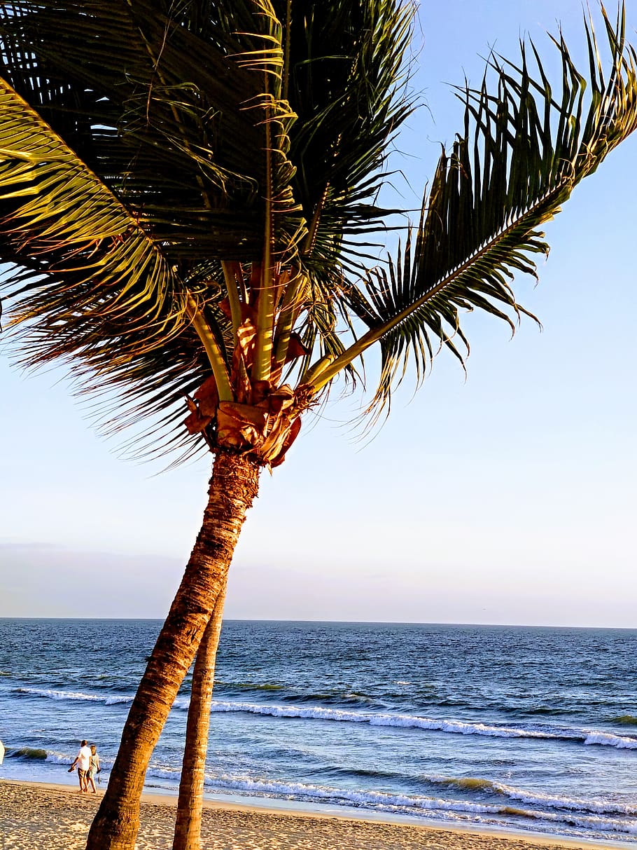 beach, palms, couple, sand, sea, water, sky, horizon over water HD wallpaper