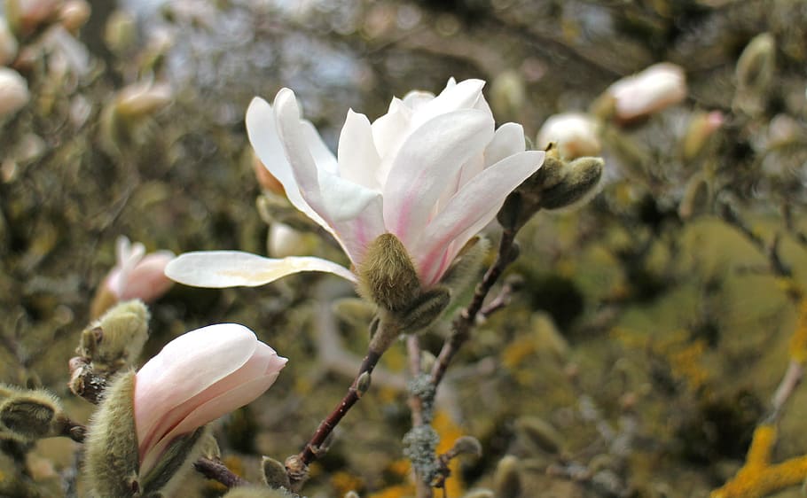 tree, blossom, bloom, white, pink, flowering stems, spring HD wallpaper