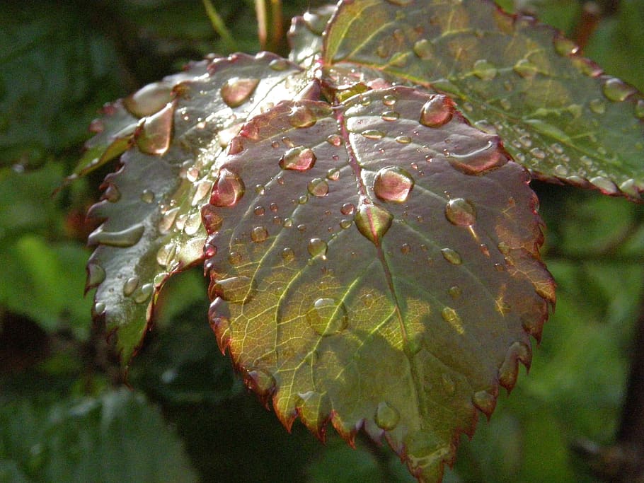 Leaf, Leaves, Rosenblatt, Drip, nature, close-up, day, outdoors HD wallpaper