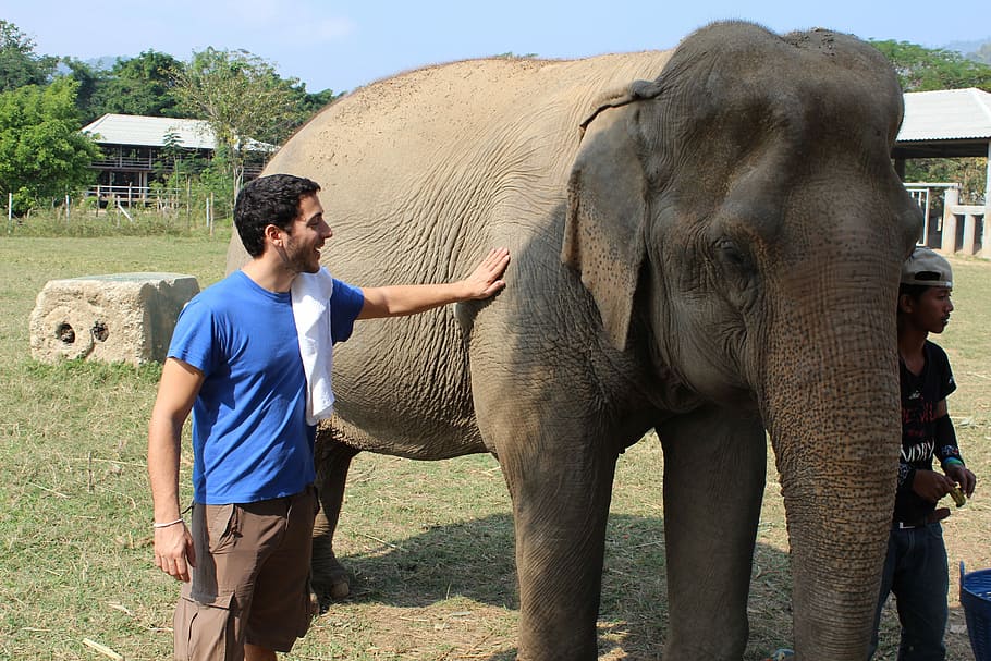 Elephant, Thailand, Man, Touch, Ferm, big animal, one man only HD wallpaper