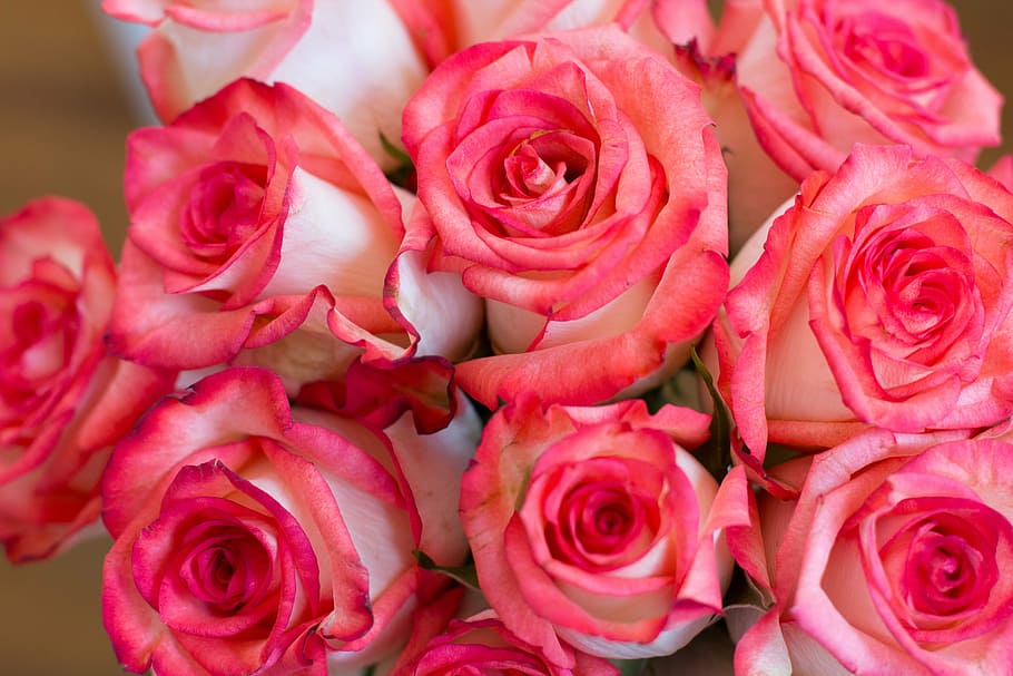 pink rose bouquet, roses, rose - Flower, nature, petal, love, HD wallpaper