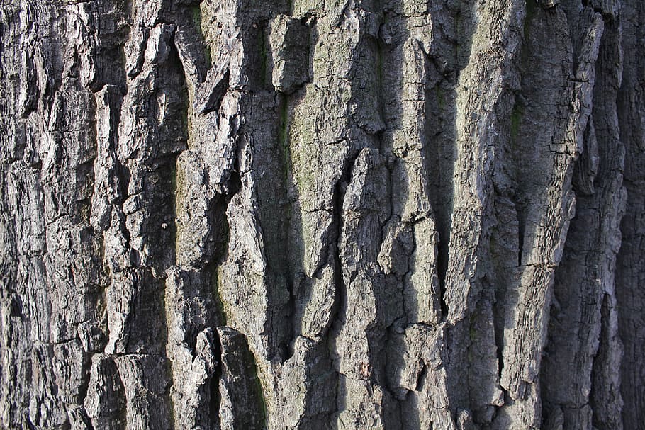 Tree, Trunk, Tree Bark, Texture, trees, nature, large texture HD wallpaper