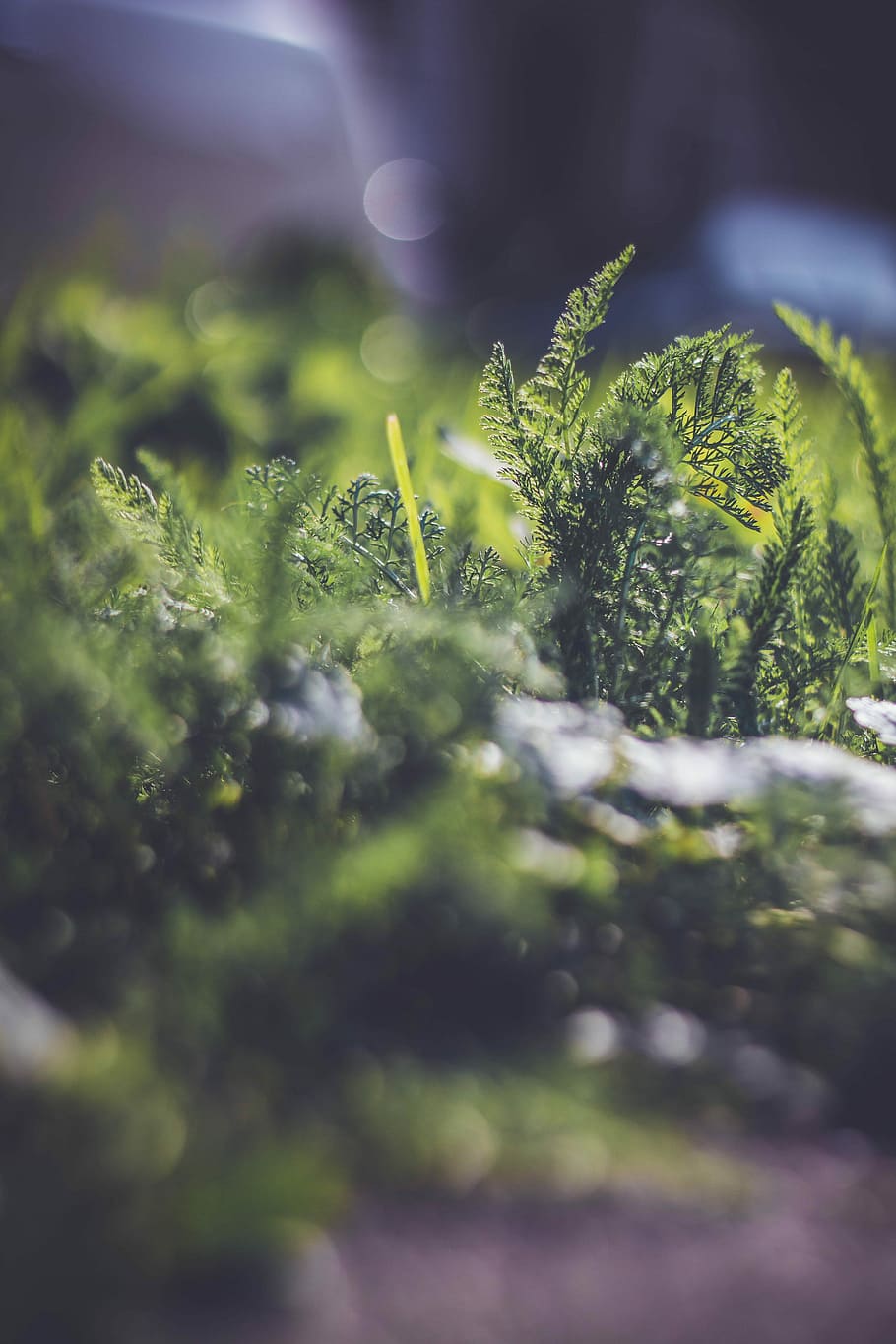 closeup photo of green leafed plant, foliage, tree, bush, selective focus HD wallpaper