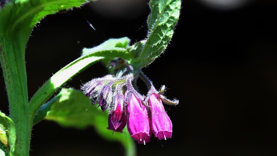 comfrey, spring, nature, wildflower, insect, close-up, plant HD wallpaper