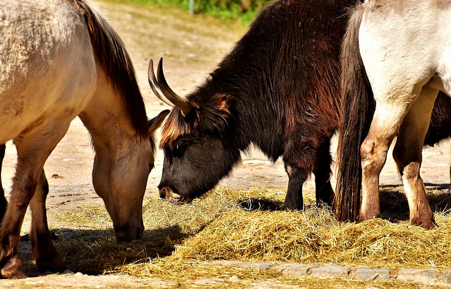 ox, beef, horses, animals, animal world, wildlife photography HD wallpaper