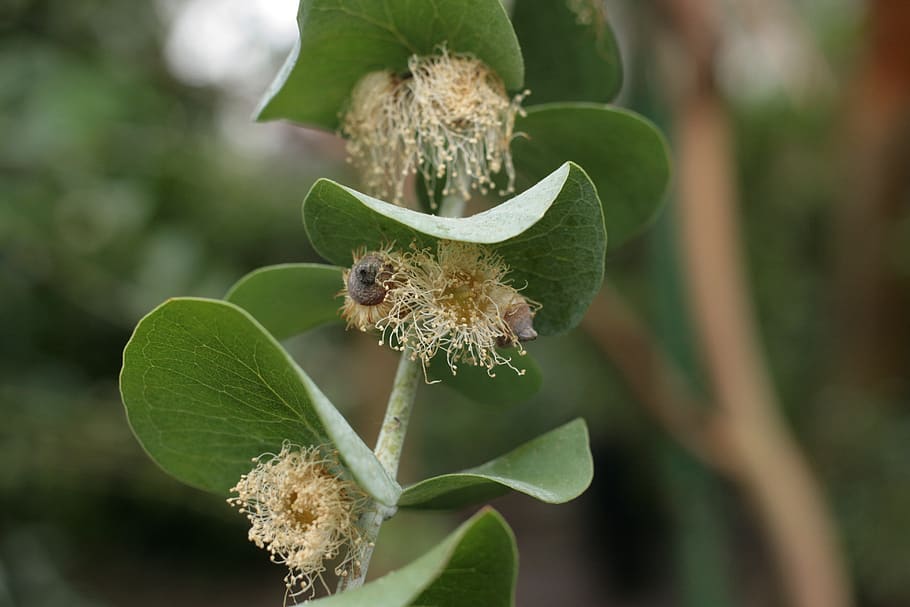 eucalyptus pulverulenta, pollinated eucalyptus, plant, growth HD wallpaper
