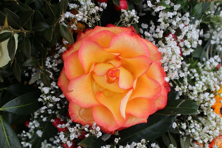 flower, rose, orange, flowering plant, beauty in nature, petal HD wallpaper