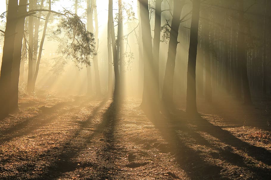 golden hour photography of forest trees, silhouette of bare trees during sunrise HD wallpaper