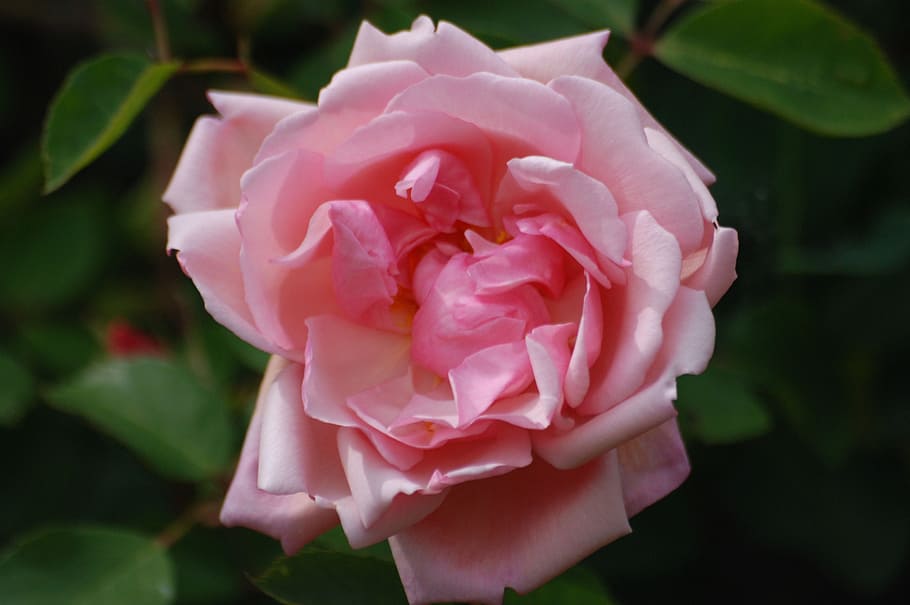 rose, flower, bloom, pink, petals, plant, beautiful, nature HD wallpaper