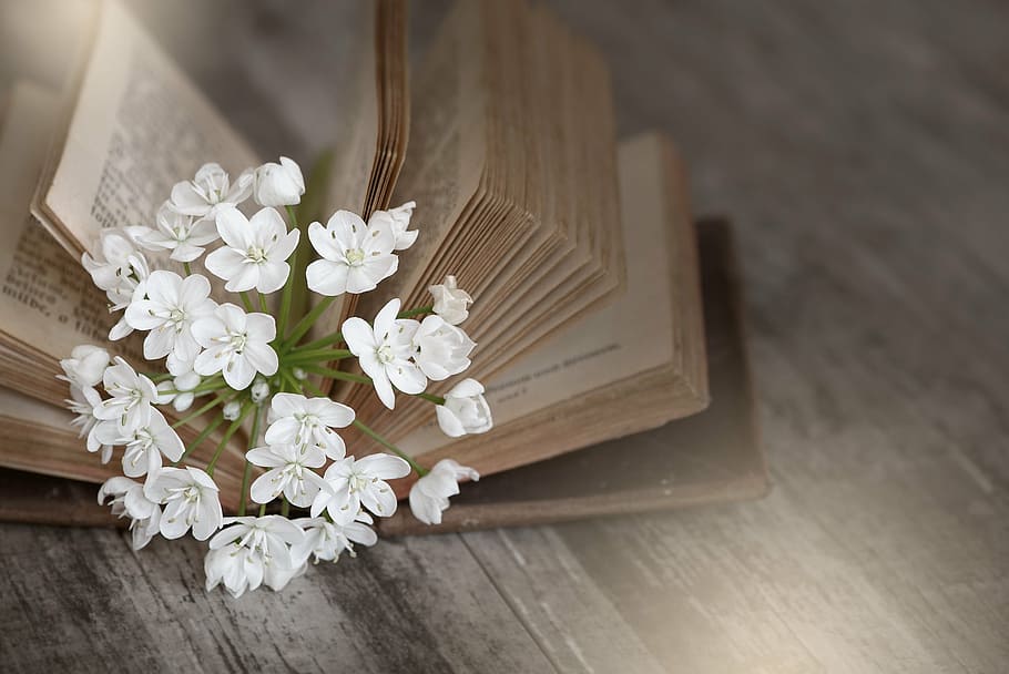 white flower on bible book, old, used, old book, book pages, flowers, HD wallpaper