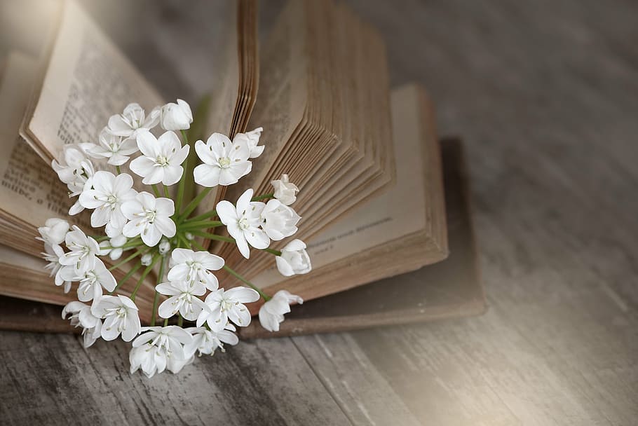 white flower on bible book, old, used, old book, book pages HD wallpaper