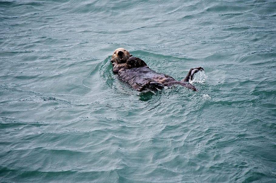 HD wallpaper: Sea Otter, Swimming, Water, floating, marine, fur, wildlife |  Wallpaper Flare
