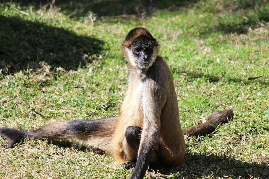Spider Monkey, Animal, animal wildlife, animals in the wild HD wallpaper