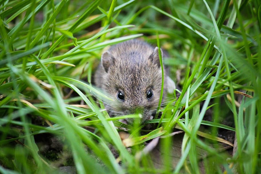 gray rat on grass, mouse, small animal, garden, cute, house, white