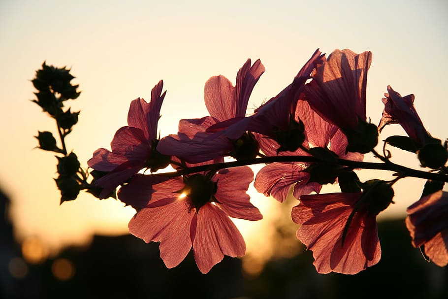 pink petaled flowers, sun, spring, nature, leaf, autumn, outdoors HD wallpaper