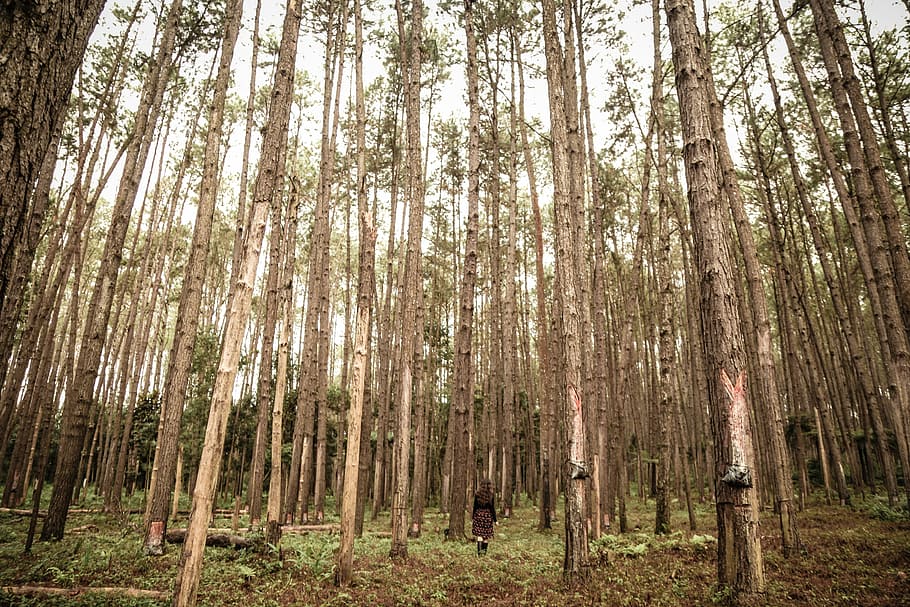 selective focus photography of woman surrounding tress, forest trees under cloudy sky during daytime HD wallpaper
