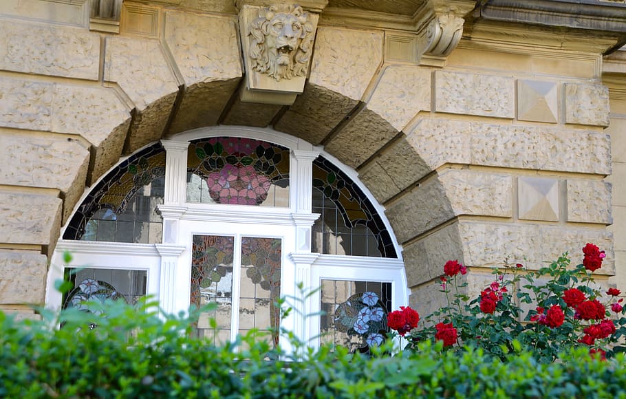 white wooden framed glass panel window beside red rose flowers, HD wallpaper